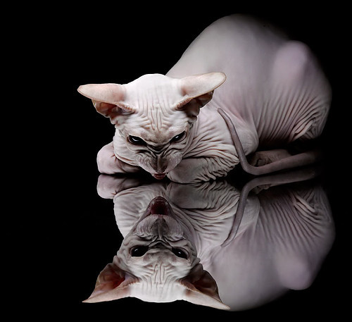 高校体育赛事品牌建设策略及市场推广分析，如何打造体育赛事的品牌价值