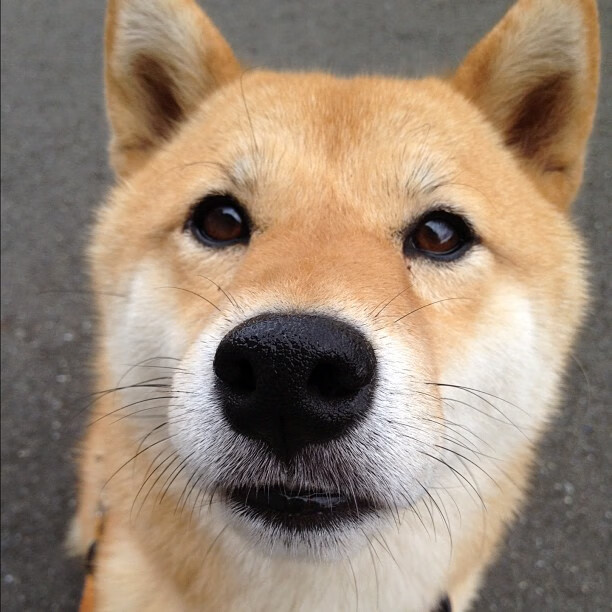 乐鱼体育登录-世界围棋赛推广活动走进多语种社群，围棋世界大赛讲解