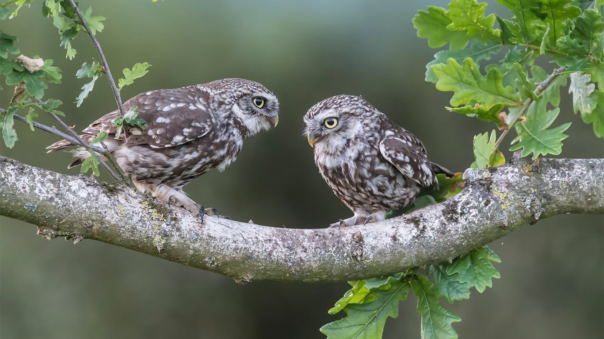 乐鱼电竞在线平台登录入口-中立B男队技术分段稳定性提升，中立场比赛是什么意思