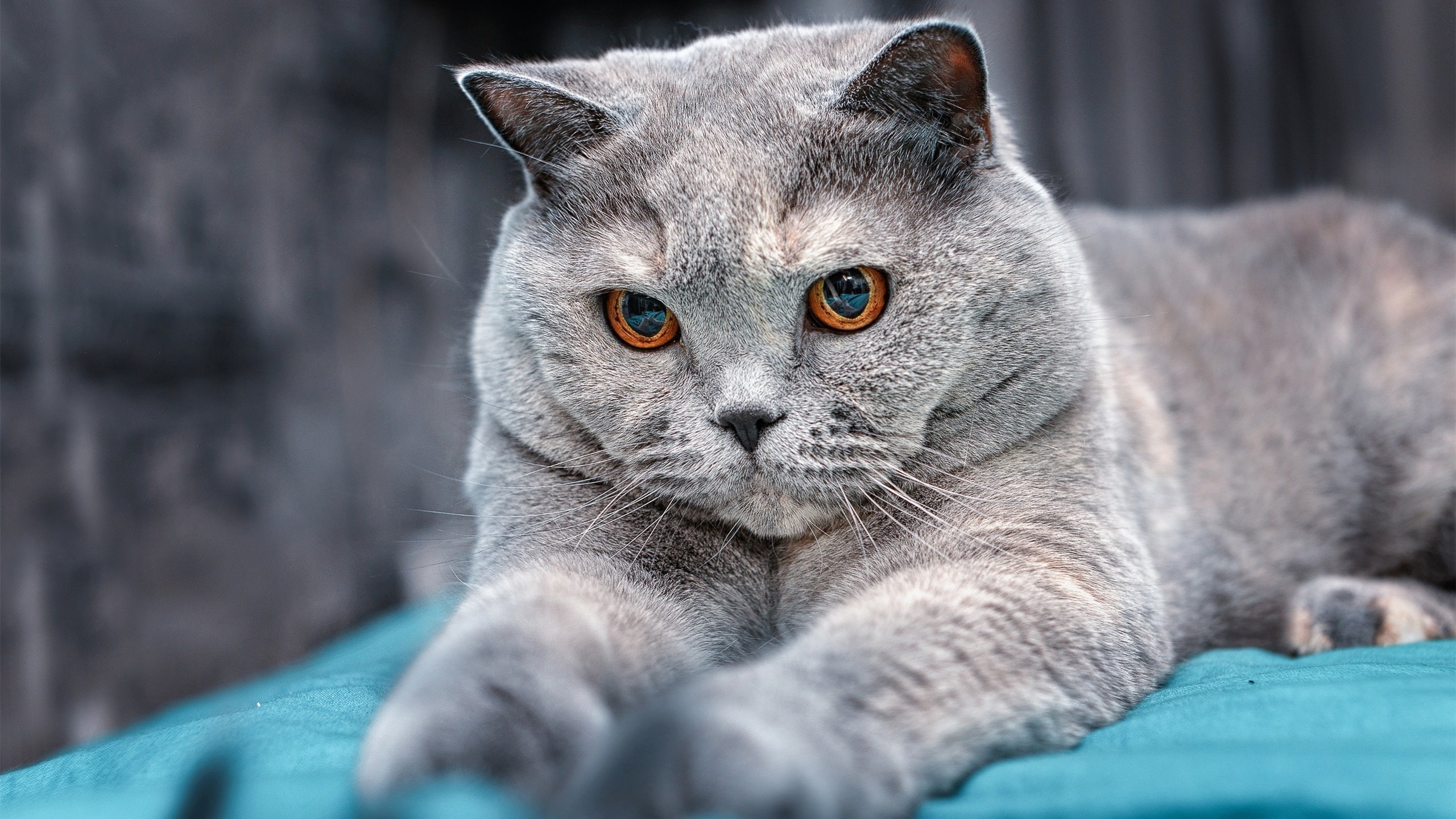 leyu乐鱼体育综合-亚冠联赛U23国足惨败 技术失误成主因，u23中国亚洲杯