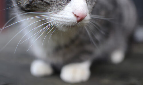 体育新闻中心承办体育新闻新技术转化成果展示论坛，全国体育新闻传播学术研讨会