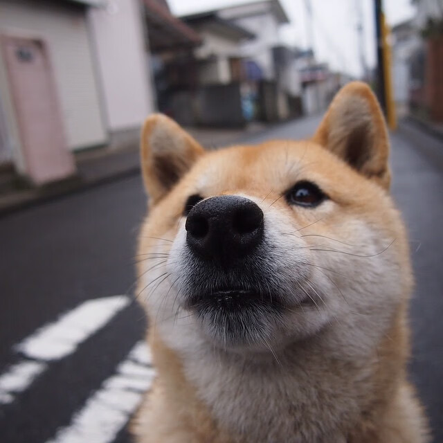 新战队组建计划曝光多名自由人加入试训，战队自由人什么意思
