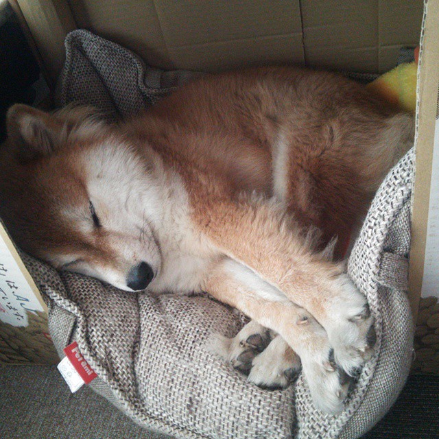 深圳领航队比赛阅读能力增强识破对手布阵，深圳领航者比赛记录