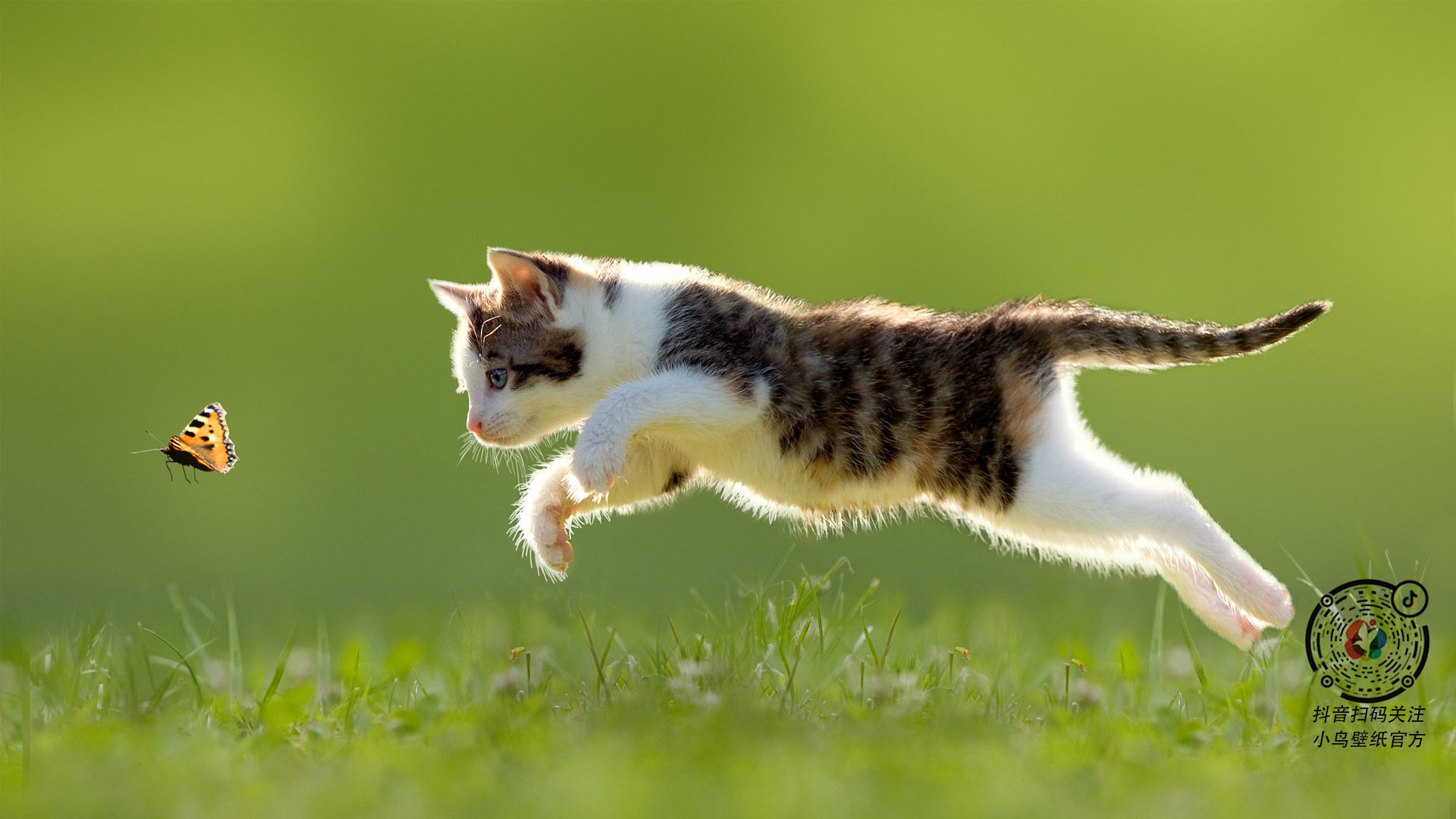 职业联赛视频内容为何少有球员视角,没职业联赛