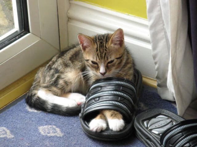 职业联赛视频内容为何少有球员视角,没职业联赛