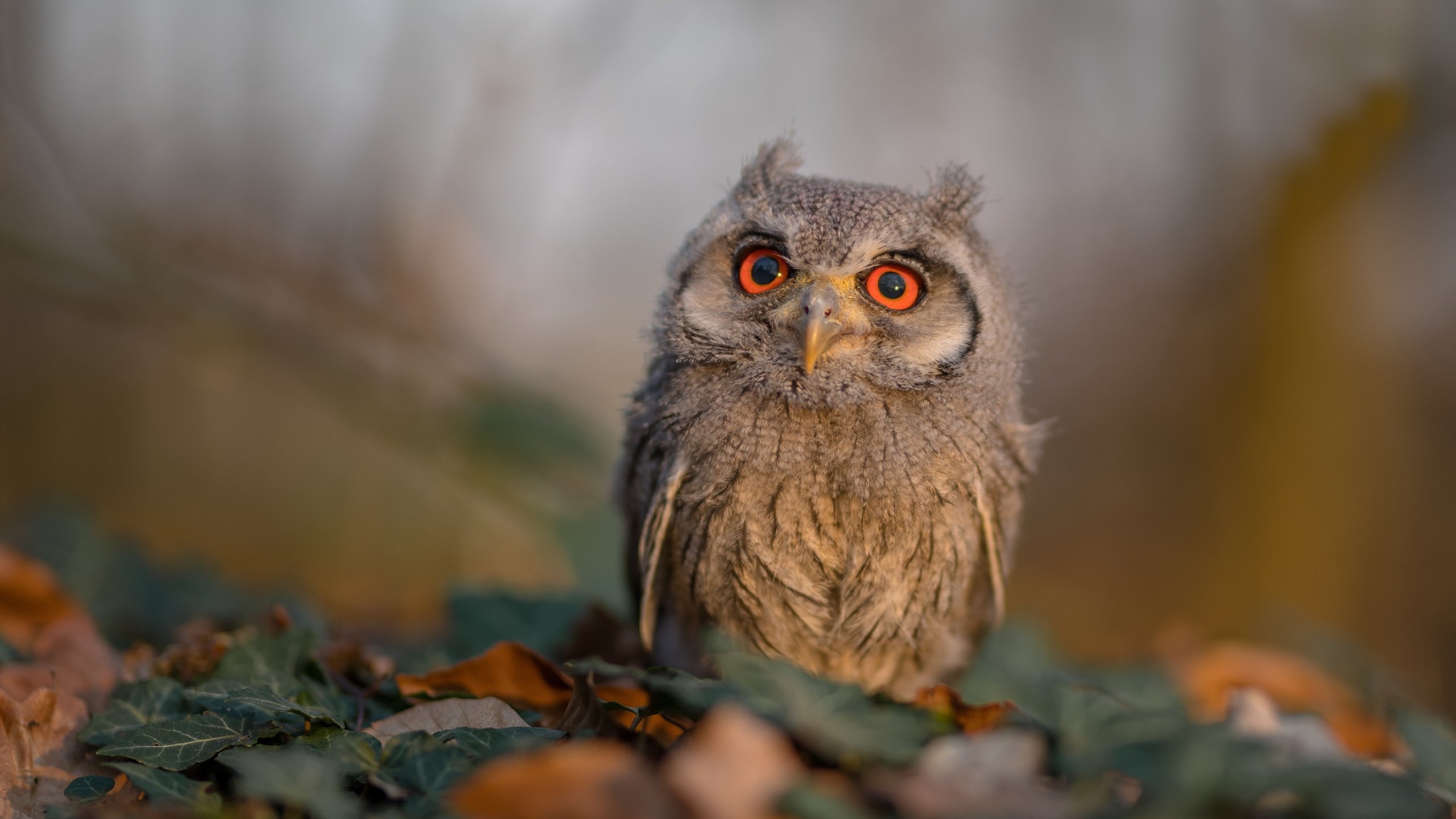 里昂高空球优势成为战术关键，里昂集锦