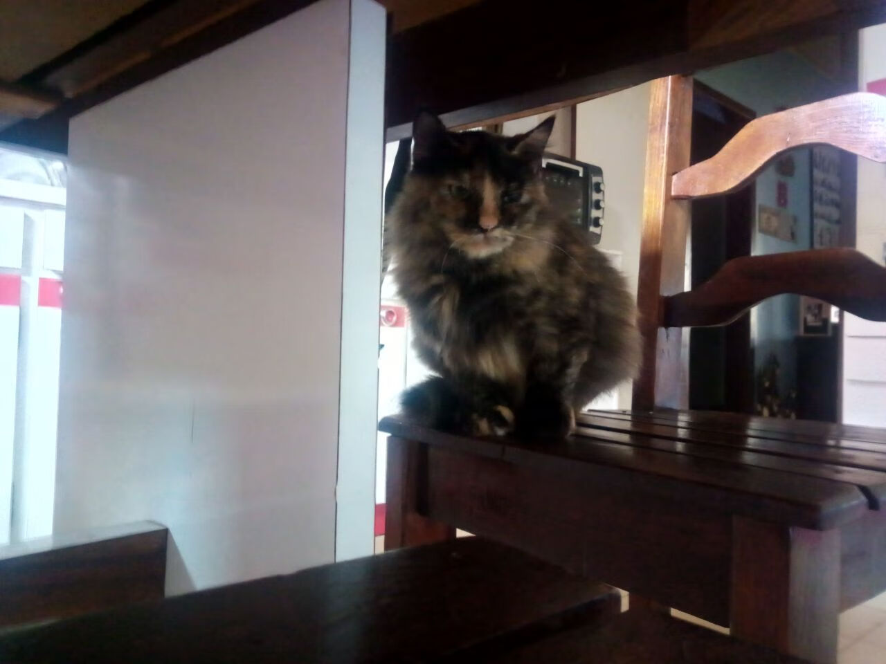 “尼古拉斯·桑特基的全能表现,成就阿根廷美洲狮队的进攻深度”