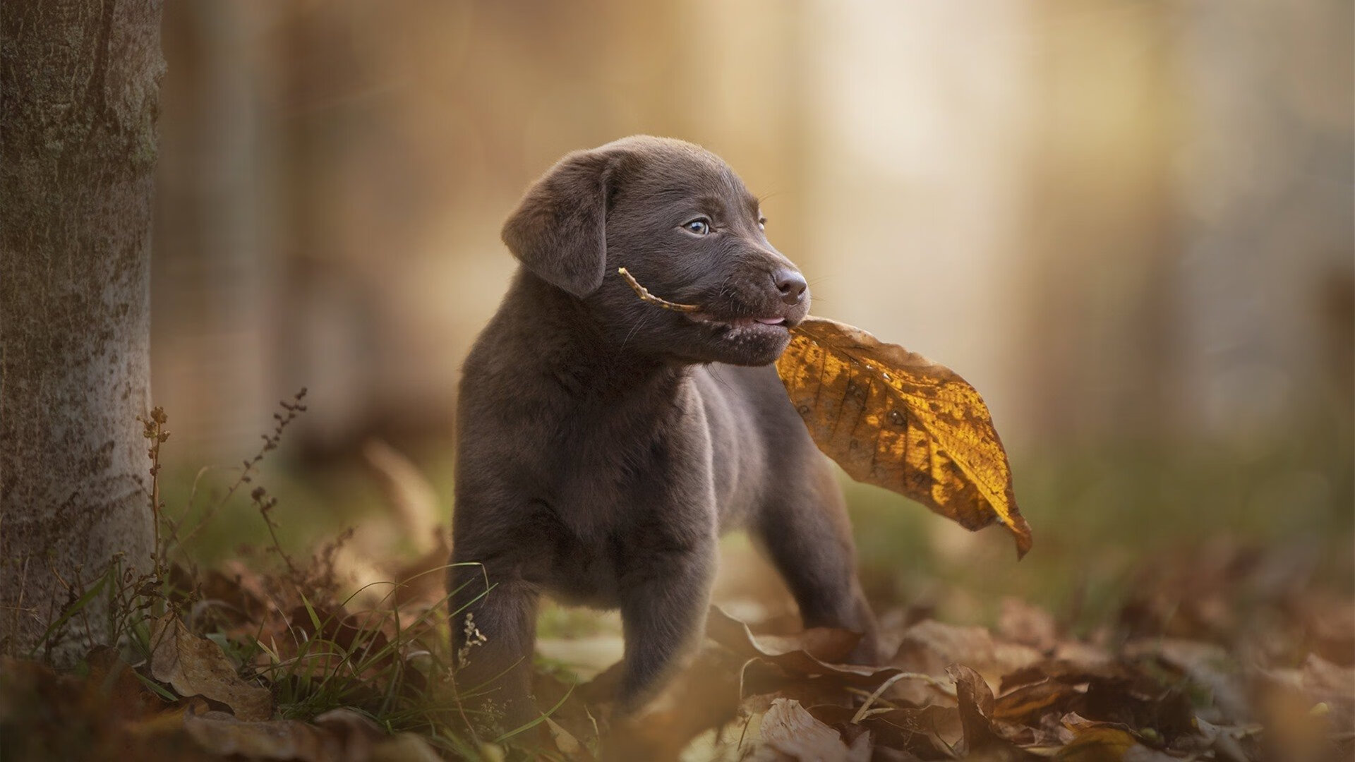 乐鱼官网-万乐天女子50米仰泳决赛强势出击，万乐天获女子50米仰泳季军