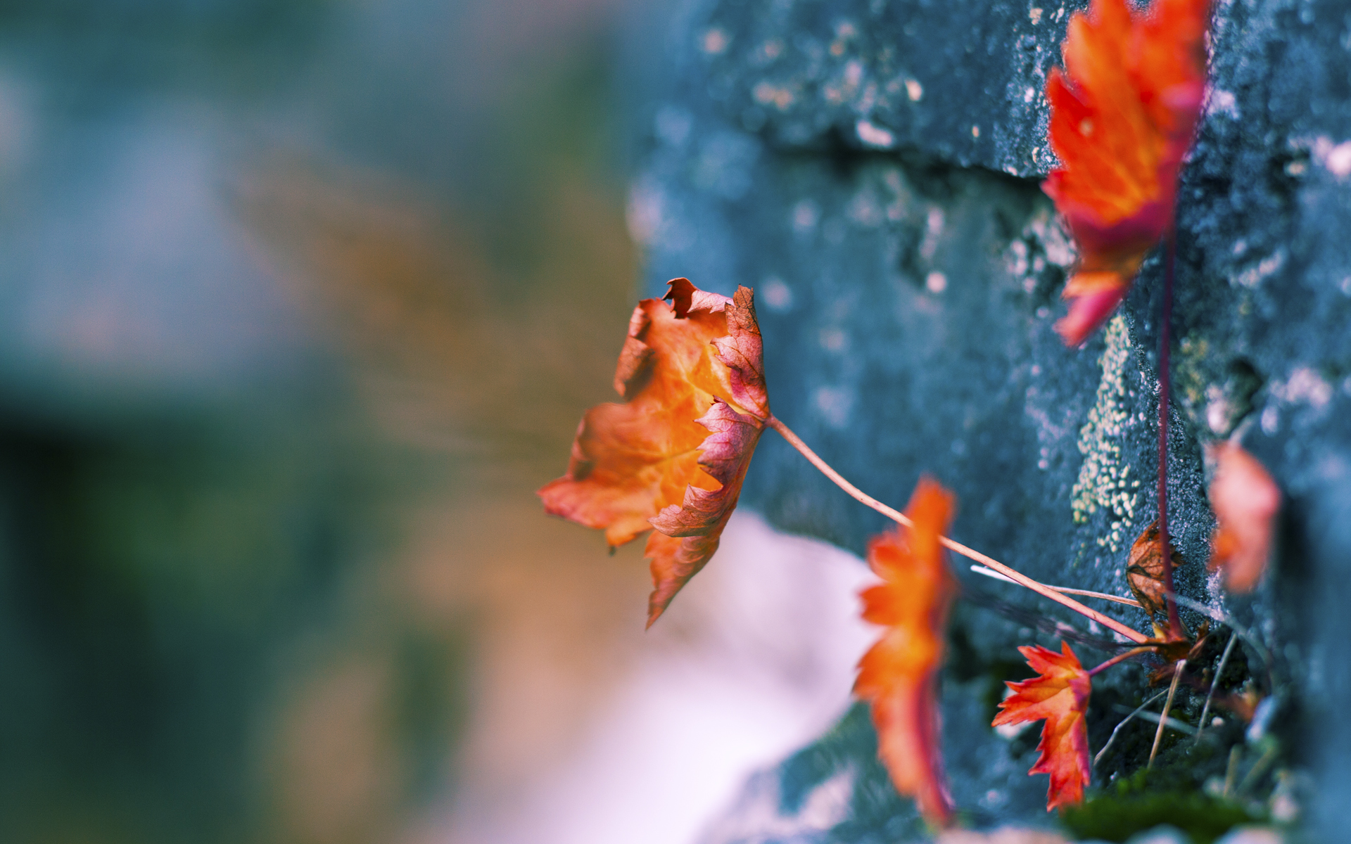 中立代表队B展现顽强拼搏精神