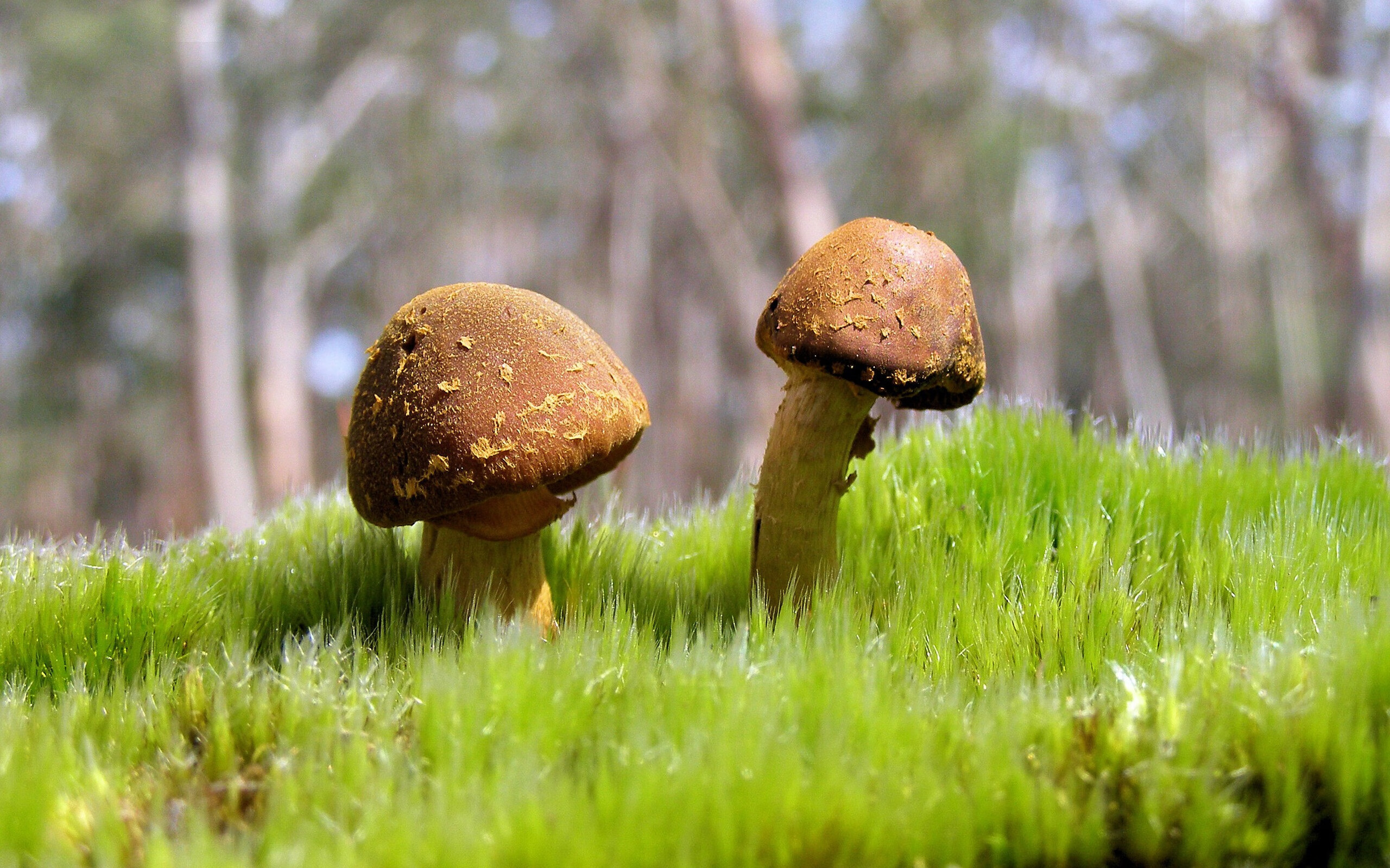 体育城综合开发项目加快，打造足球运动全产业链，体育新城项目