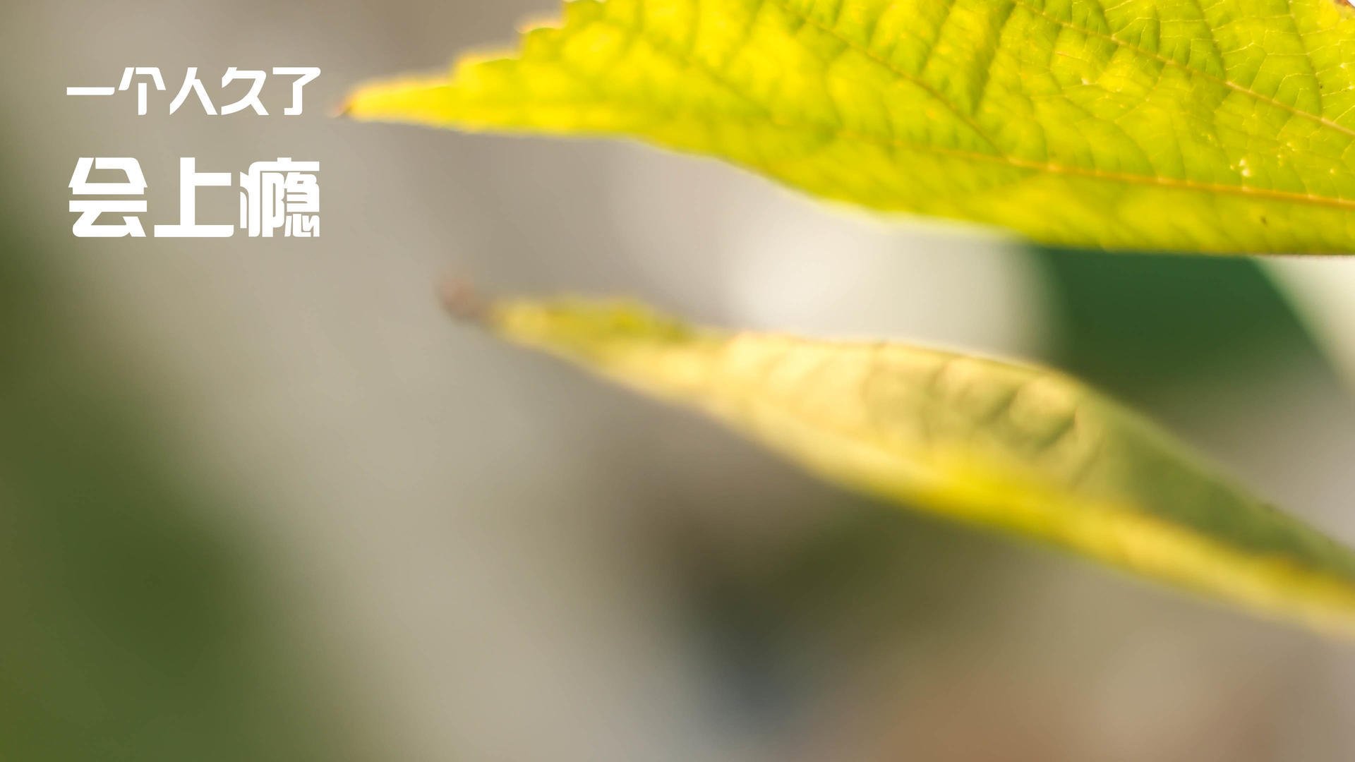 唐纳德·高尔快速突破,给袋鼠队带来致命进攻机会,唐纳德高德纳