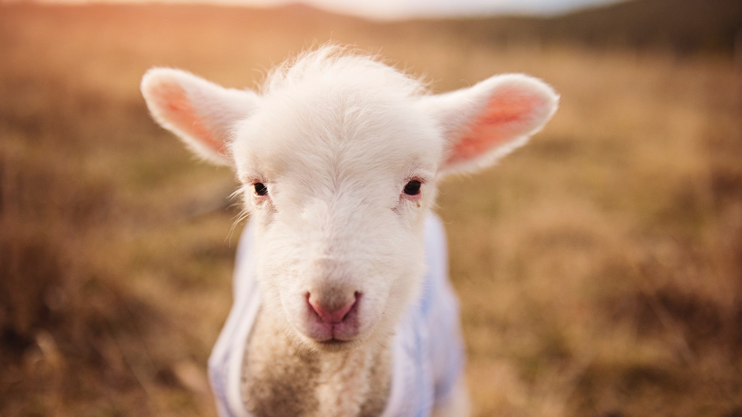 篮球小程序工具上线支持训练签到视频打卡任务管理功能,在线篮球小游戏