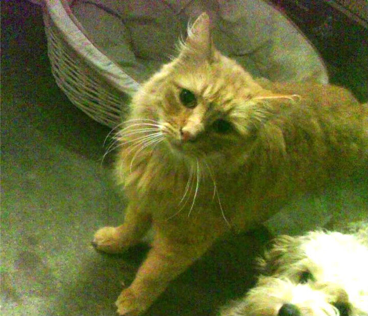 蛙泳比拼比利时展现新高度,蛙泳比赛规则视频