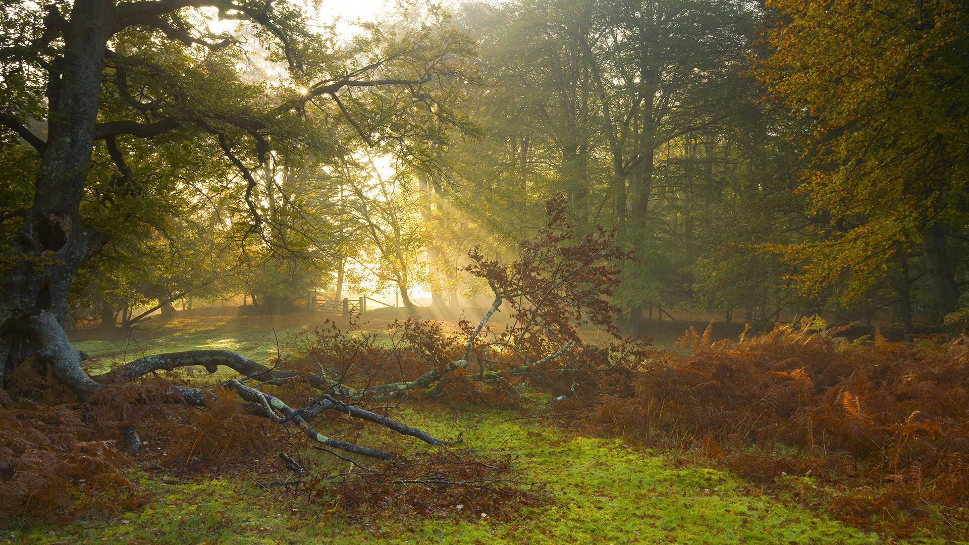 西甲最佳瞬间:精妙进球引爆全场,西甲精彩进球