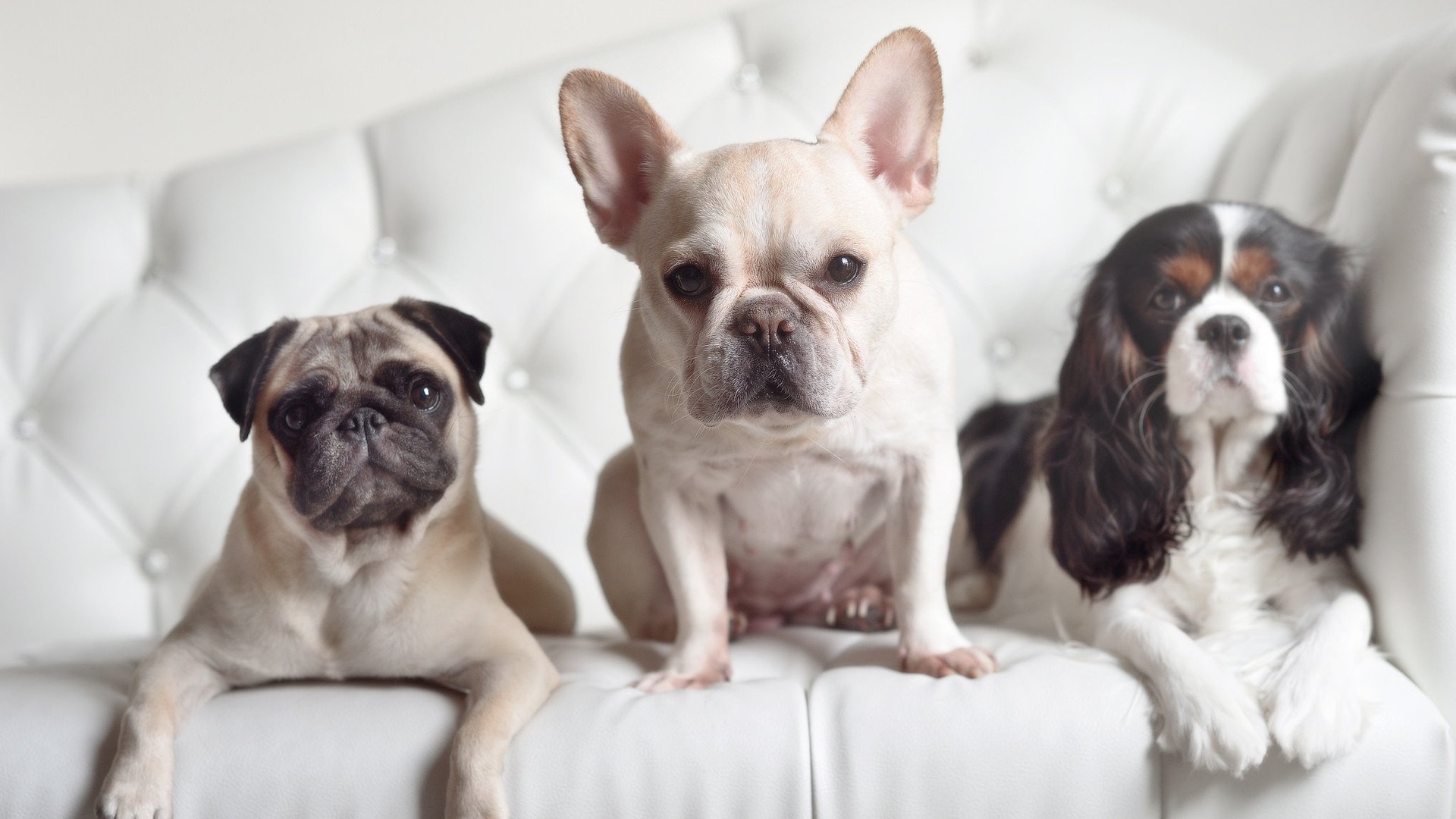 跳水稳定发挥希腊晋级决赛圈，跳海殉情经典希腊故事