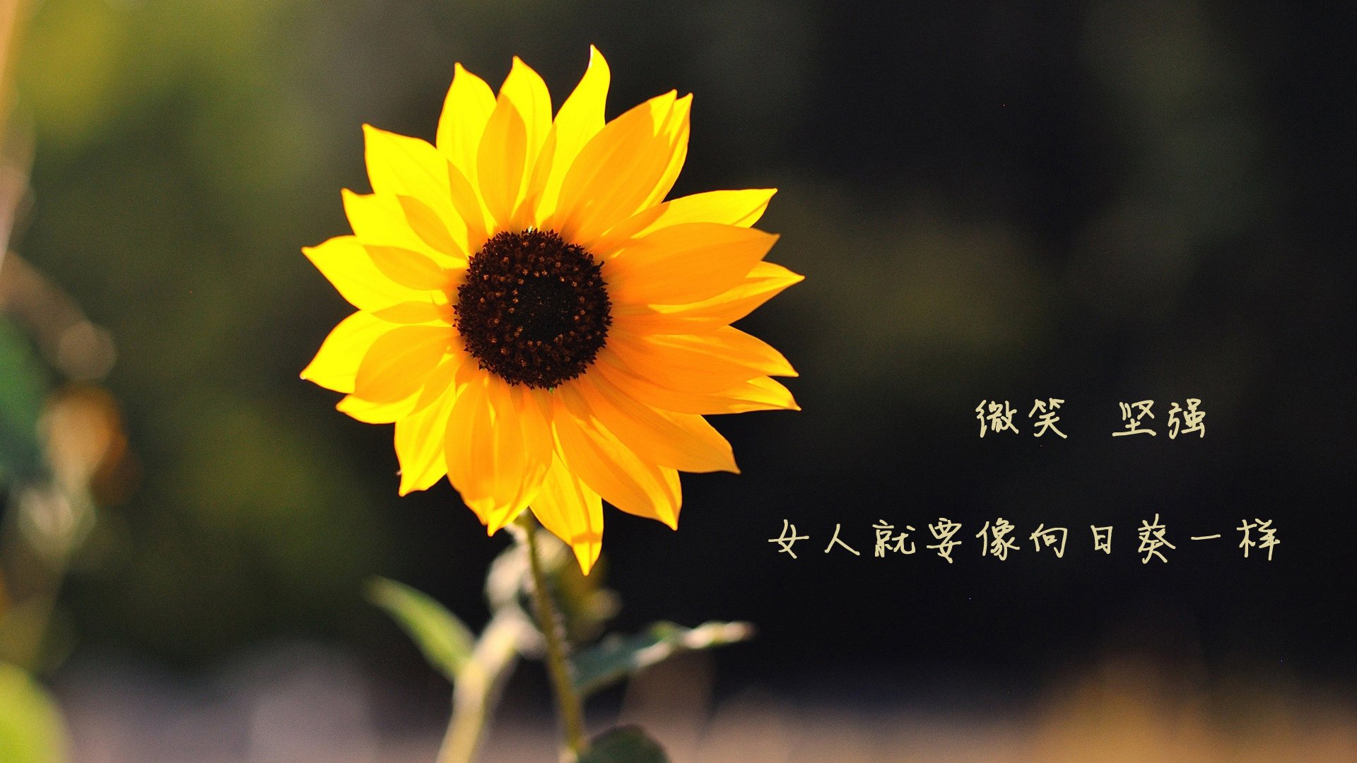 中国体操男队新老交替顺利完成，中国体操男队名将